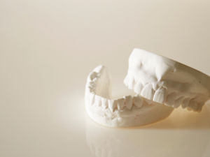歯と顎の標本